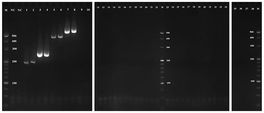 A multiple PCR detection kit for wheat aphids and their parasitoids