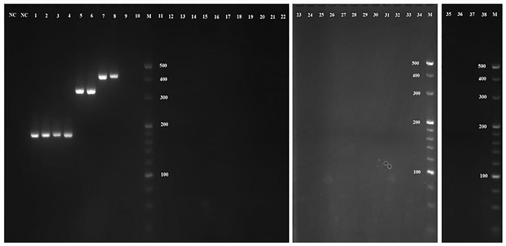 A multiple PCR detection kit for wheat aphids and their parasitoids