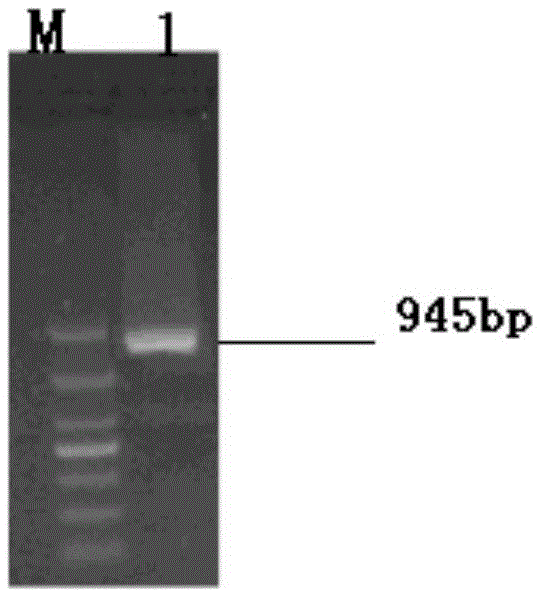 Estrogen receptor α gene, encoded protein and enzyme-linked immunoassay method in rice field eel