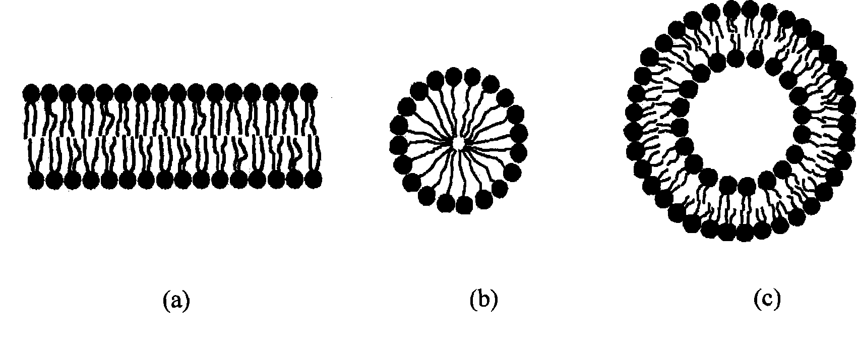 Preparation of self-assembly bionic phospholipid polyalcohol organization plasmalemma and application thereof