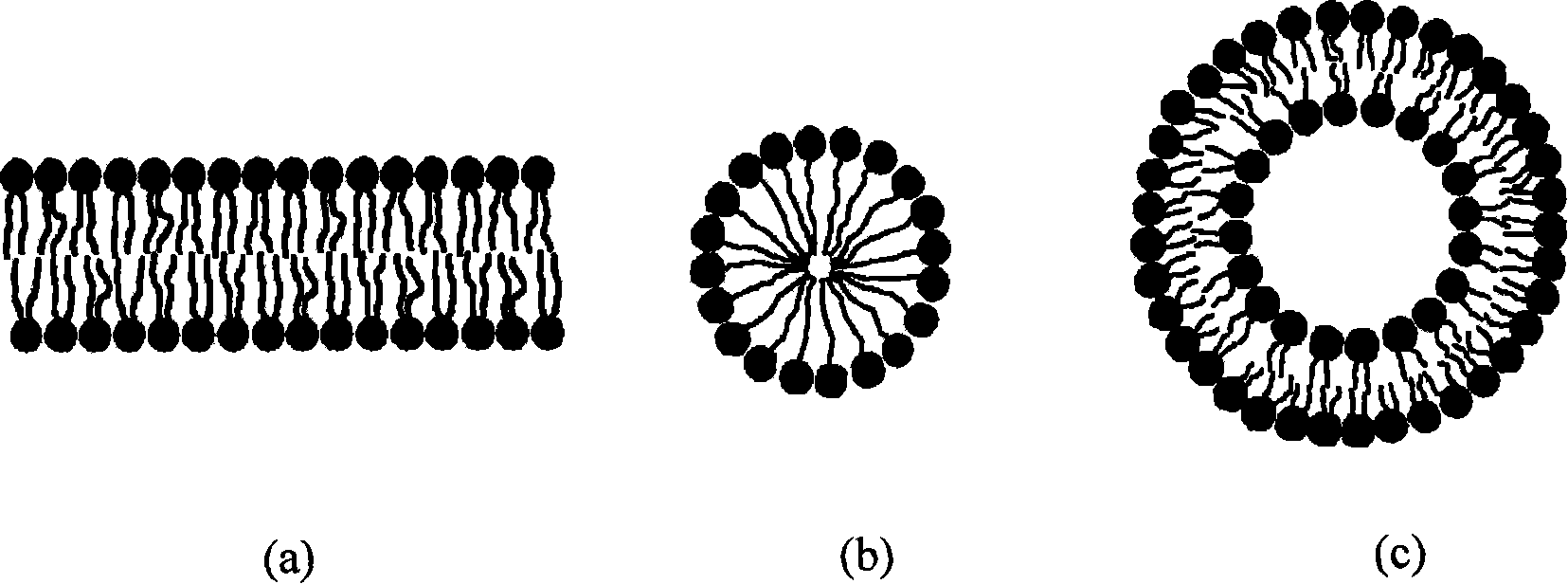 Preparation of self-assembly bionic phospholipid polyalcohol organization plasmalemma and application thereof