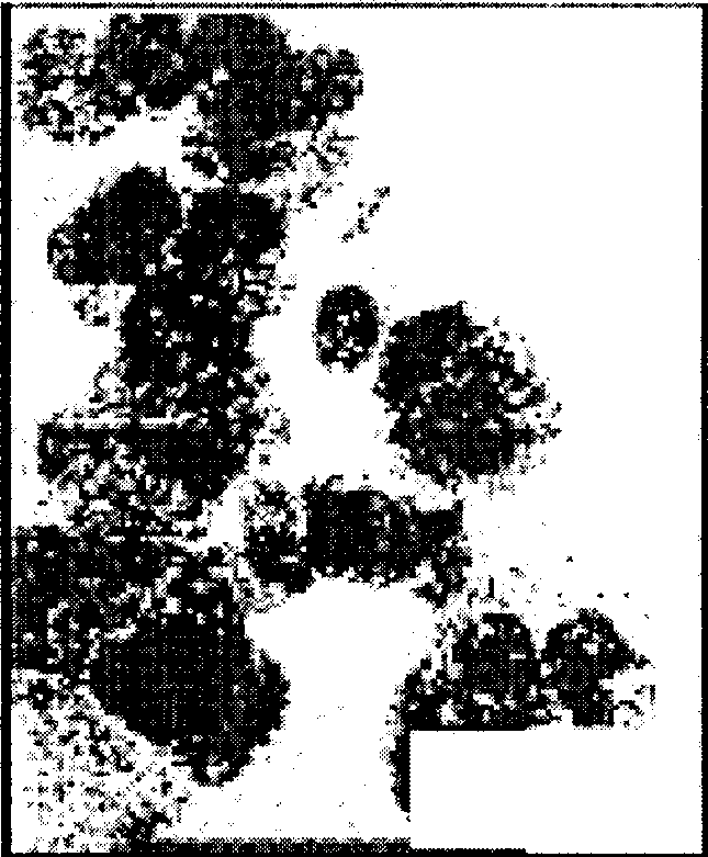 Method for producing fibrous basic magnesium chloride Mg2(OH)3Cl.4H2O3monocrystal