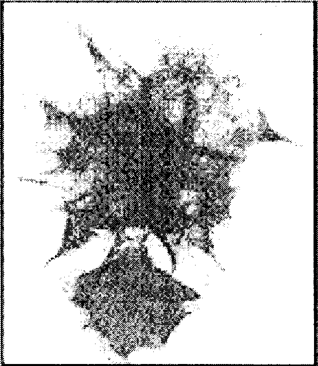 Method for producing fibrous basic magnesium chloride Mg2(OH)3Cl.4H2O3monocrystal