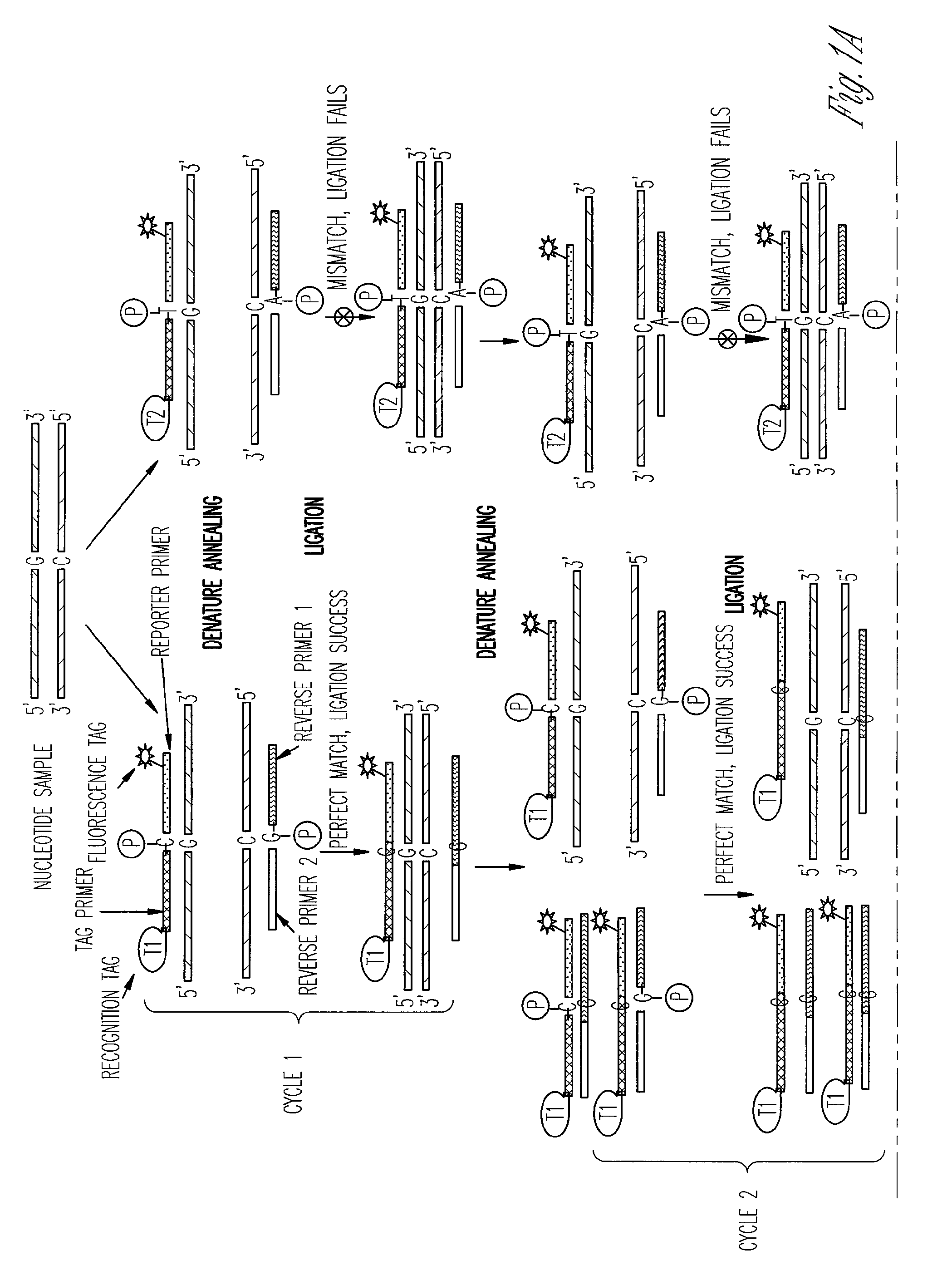 Highly sensitive multiplex single nucleotide polymorphism and mutation detection using real time ligase chain reaction microarray