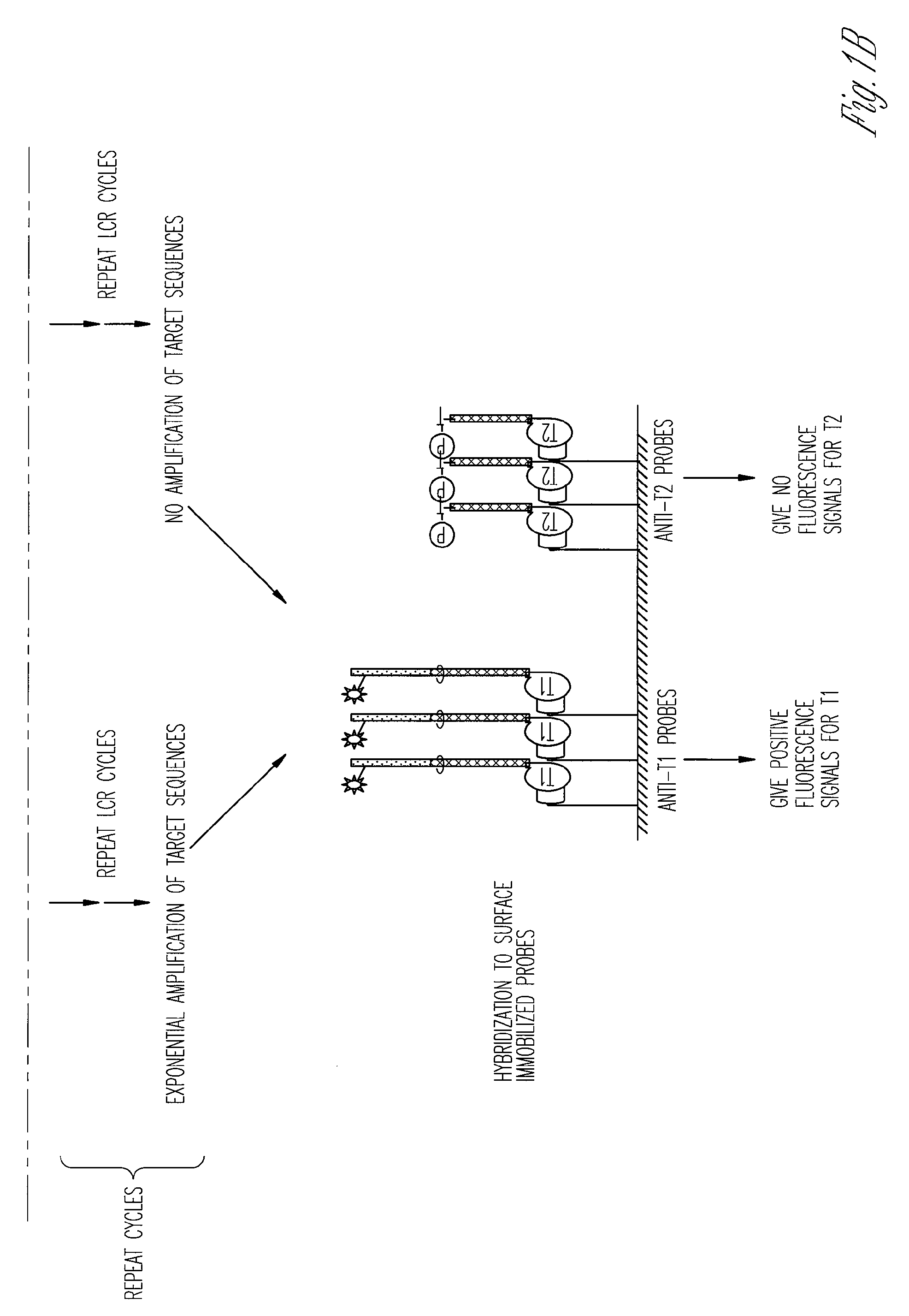 Highly sensitive multiplex single nucleotide polymorphism and mutation detection using real time ligase chain reaction microarray