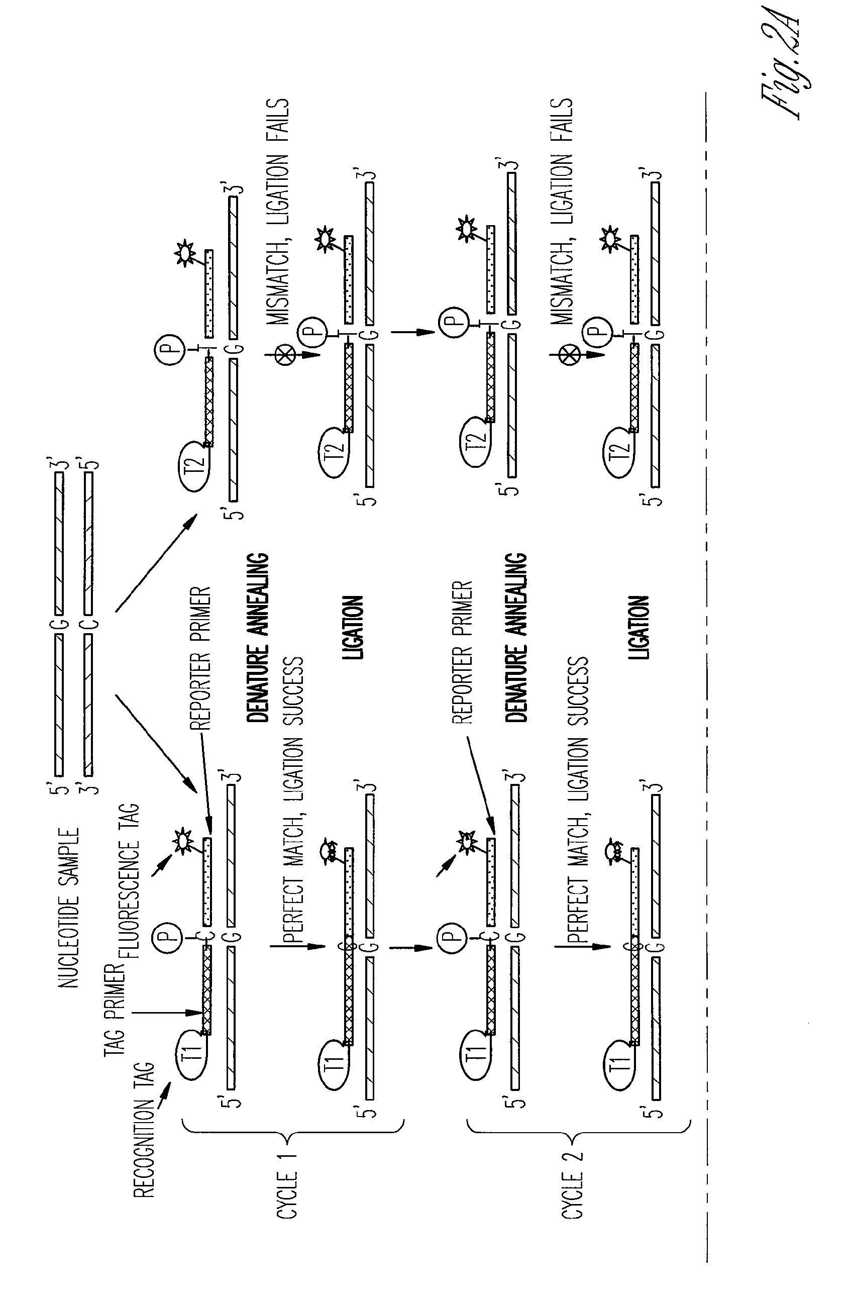 Highly sensitive multiplex single nucleotide polymorphism and mutation detection using real time ligase chain reaction microarray