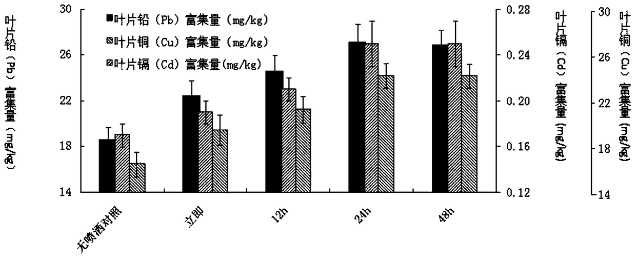 A treatment method for improving the remediation efficiency of Photinia fragrans on soil heavy metal pollution