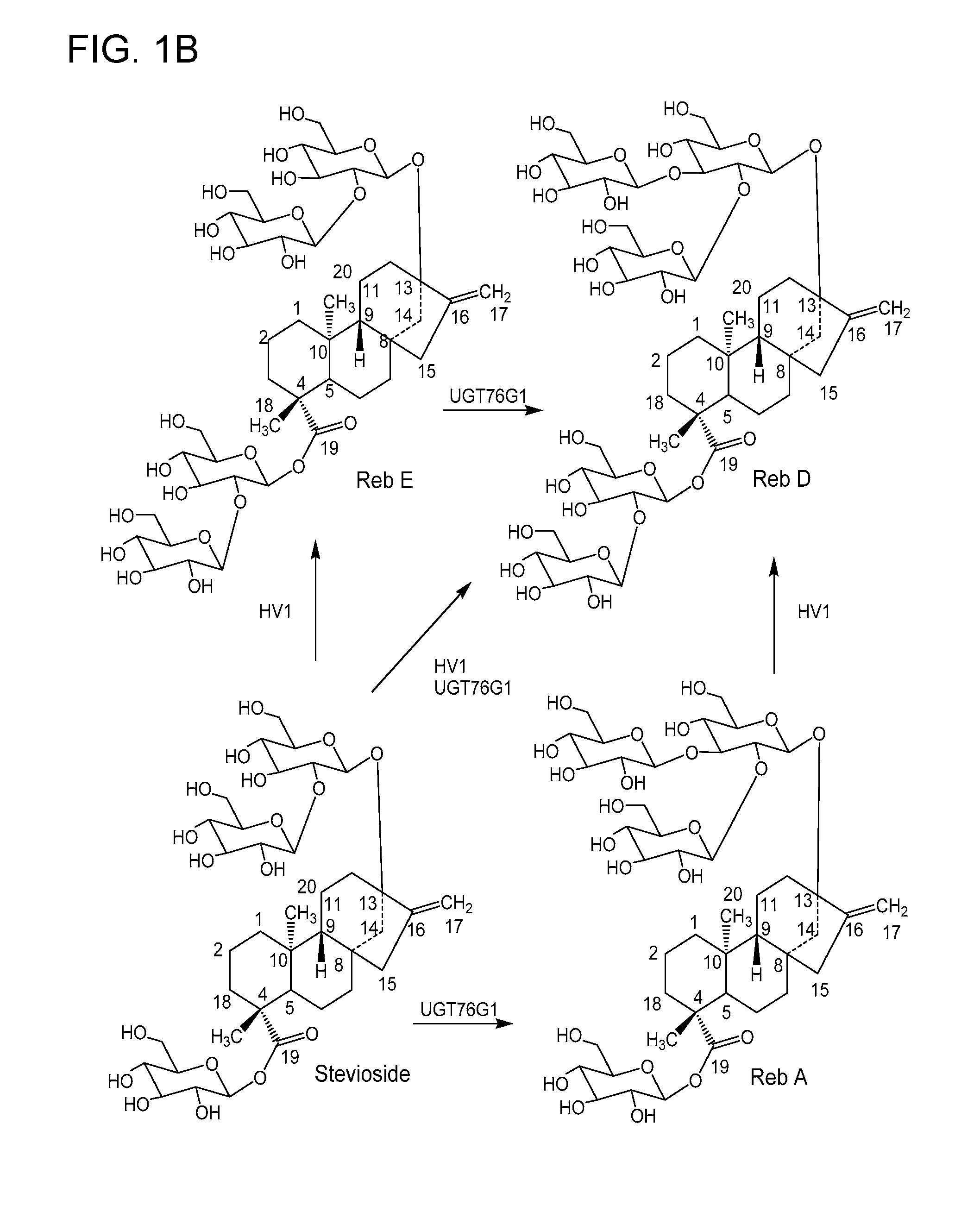 Non-caloric sweeteners and methods for synthesizing