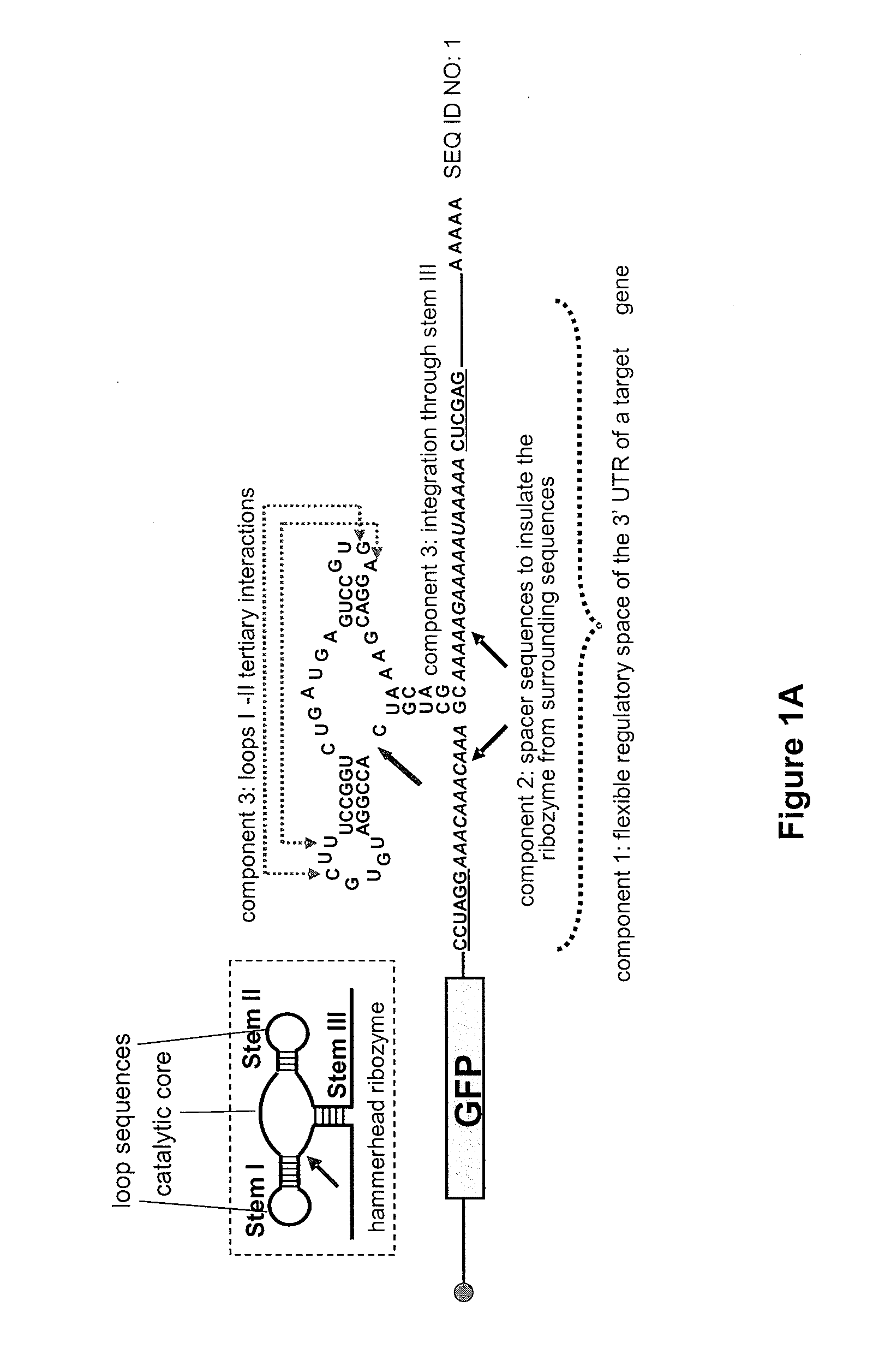 Modular aptamar-regulated ribozymes