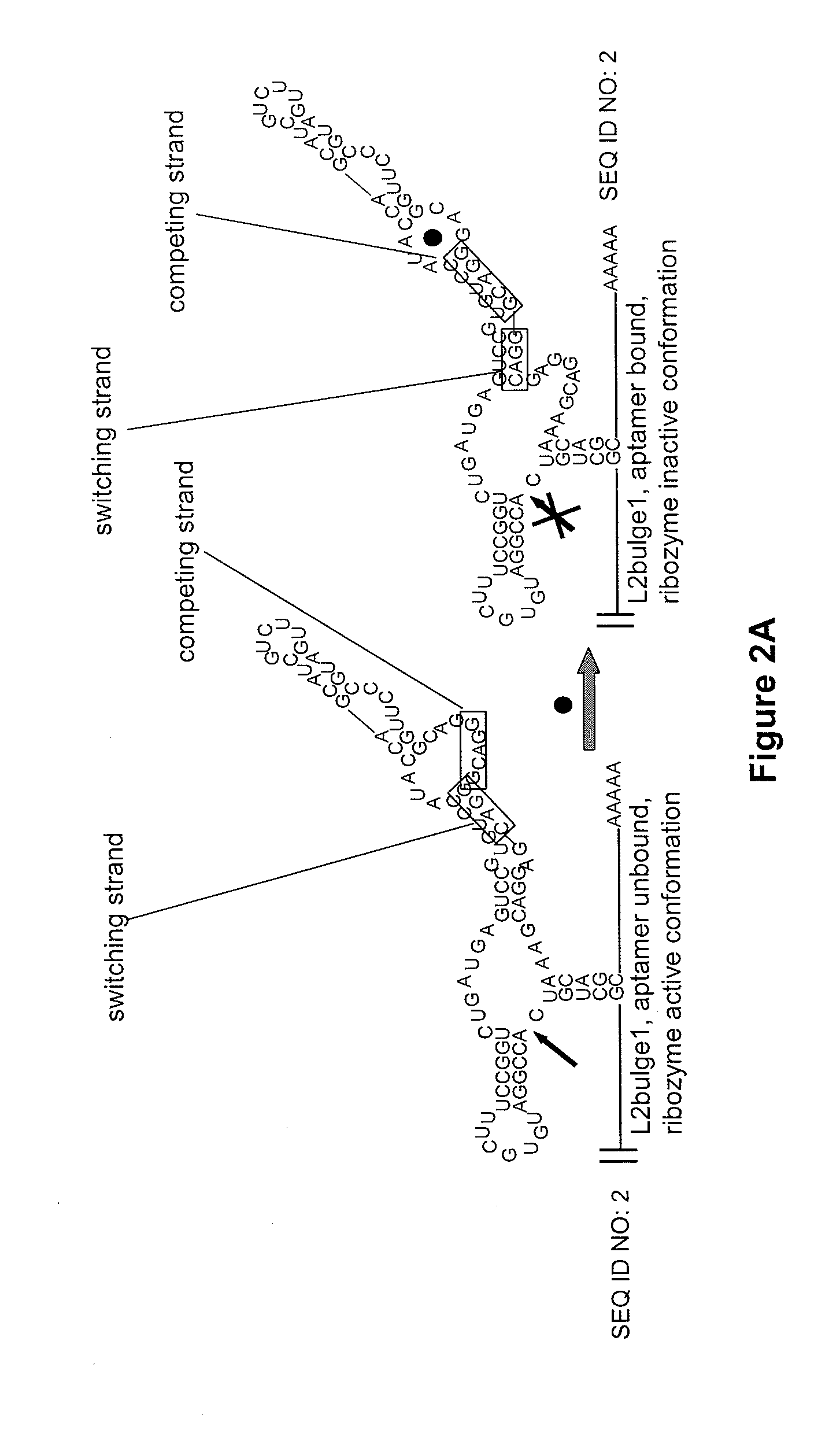 Modular aptamar-regulated ribozymes