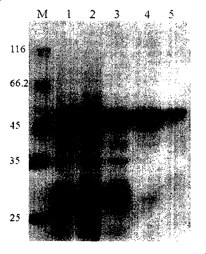 Thermophilic thermostable glyceric acid kinase, preparation method and application thereof