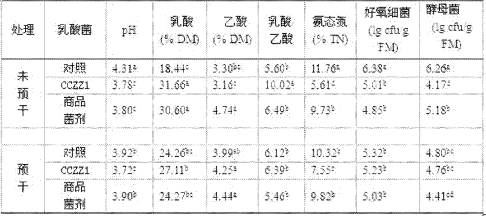 Low-temperature-resistant lactobacillus strain lactobacillus plantarum CCZZ1 and application thereof