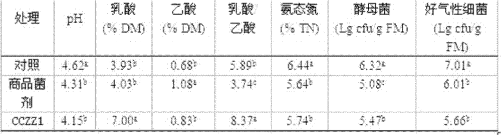 Low-temperature-resistant lactobacillus strain lactobacillus plantarum CCZZ1 and application thereof