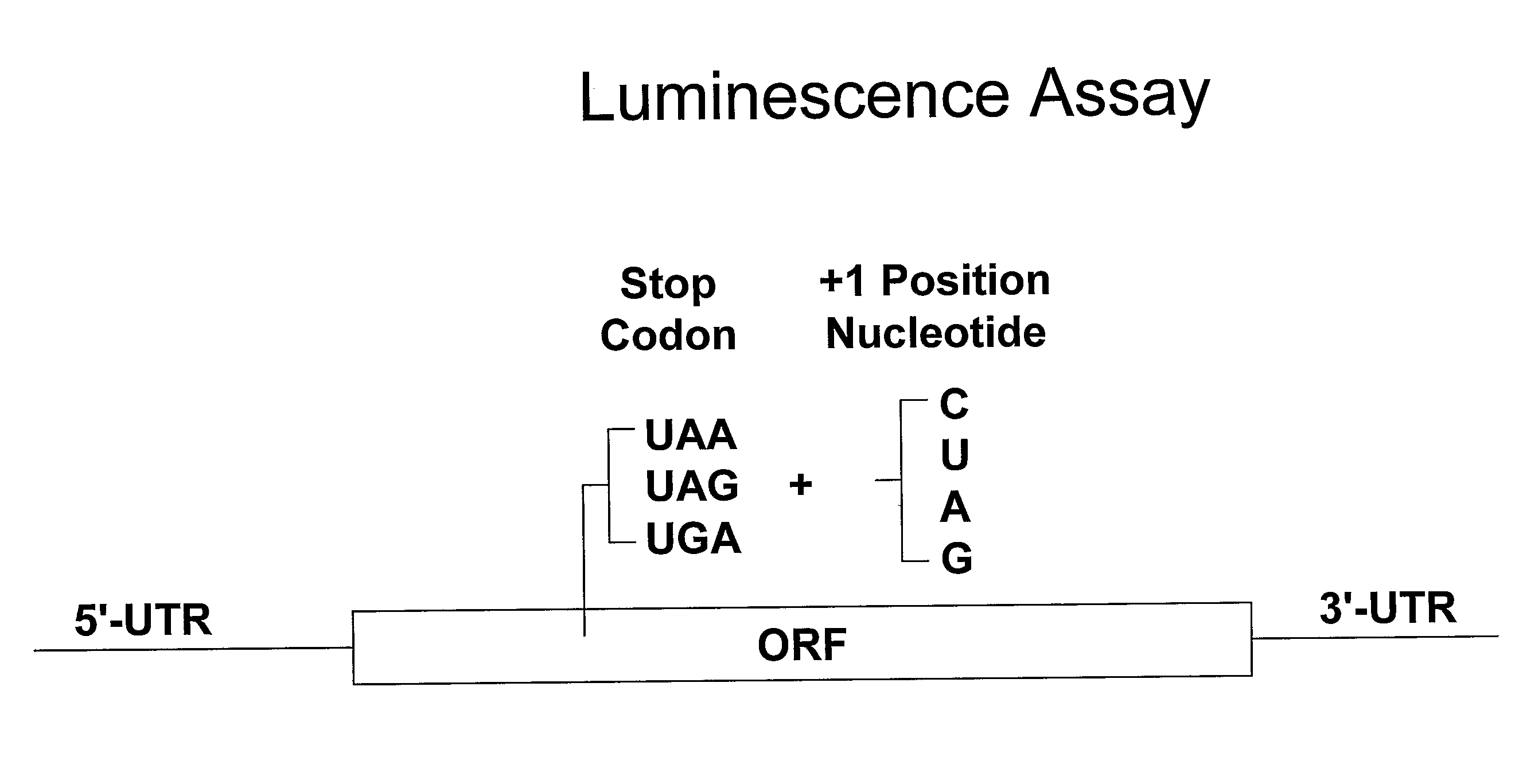 Compounds for Nonsense Suppression, Use of These Compounds for the Manufacture of a Medicament for Treating Somatic Mutation-Related Diseases