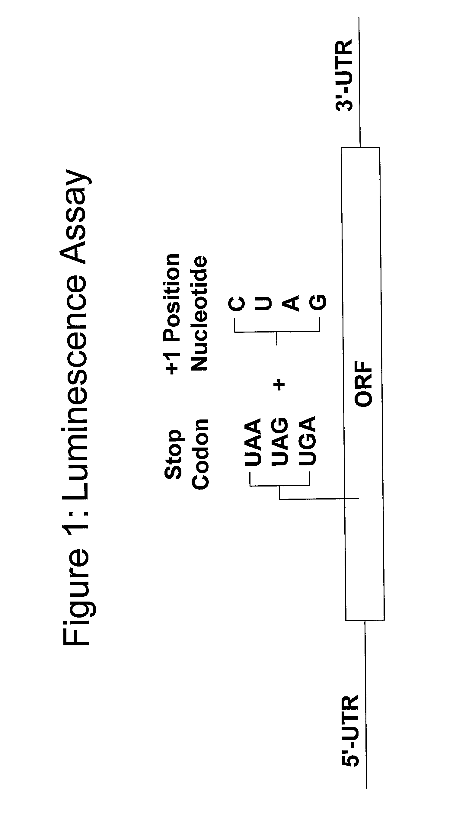 Compounds for Nonsense Suppression, Use of These Compounds for the Manufacture of a Medicament for Treating Somatic Mutation-Related Diseases