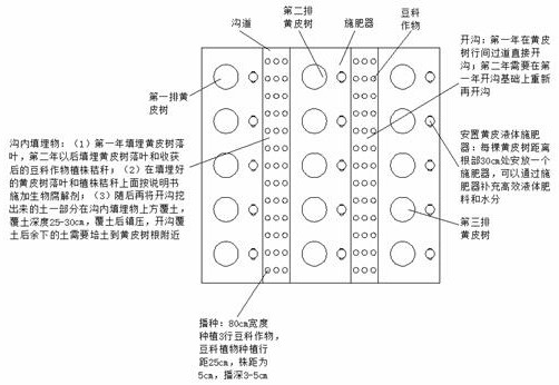 Technology for improving soil fertility and benefits of clausena lansium orchard