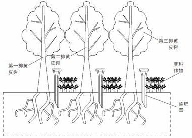 Technology for improving soil fertility and benefits of clausena lansium orchard