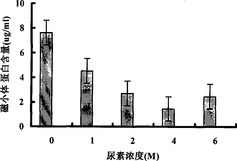 Method for continuous and batch purification of bacterial magnetic particles