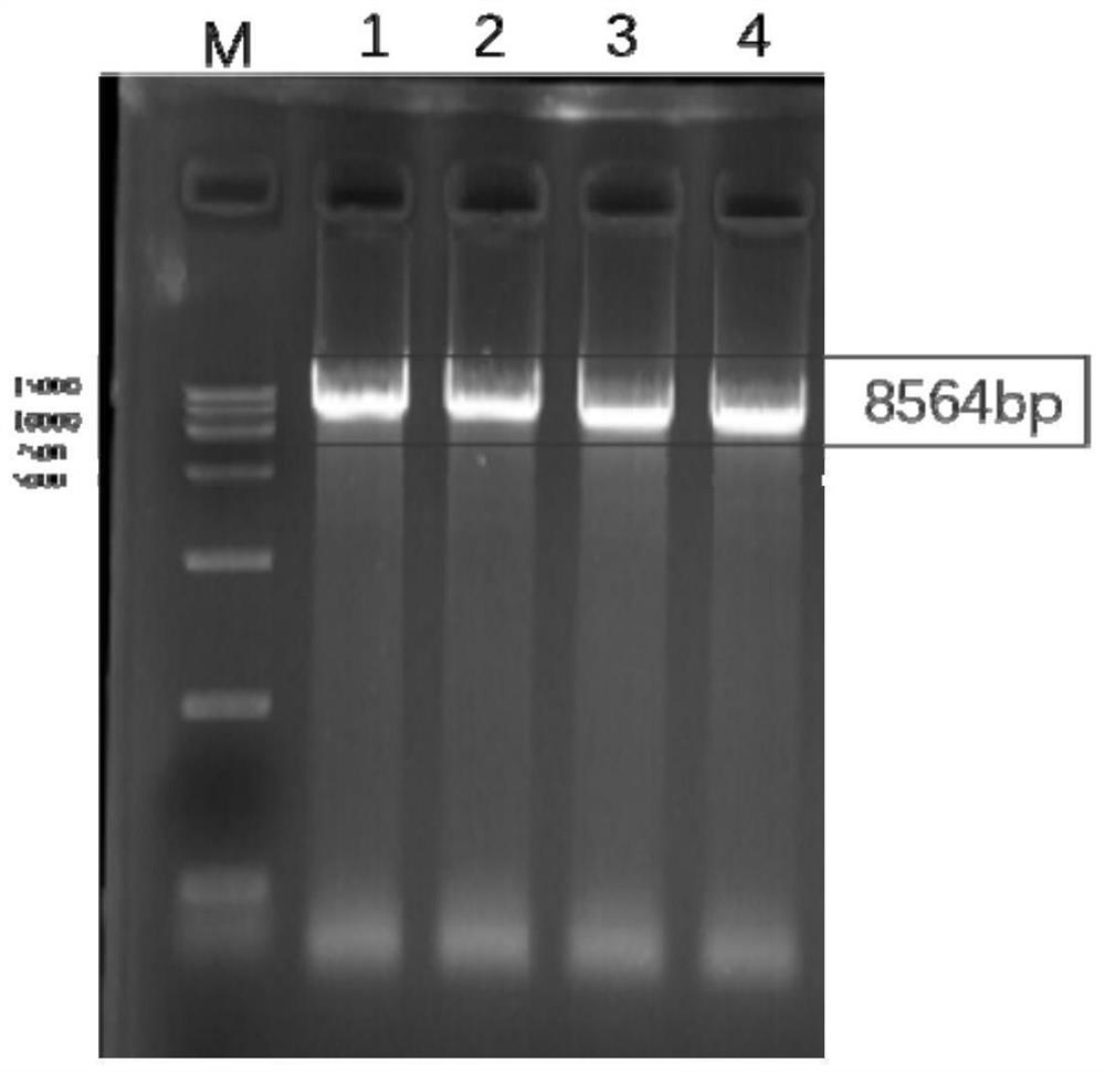 Mutant enzyme CYP153A M228L and application thereof in synthesis of 10-hydroxy-2-decenoic acid