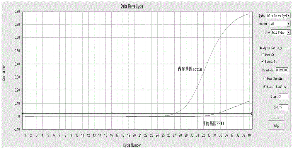 Method, kit, primers and probes for detecting relative expression of rrm1 mRNA