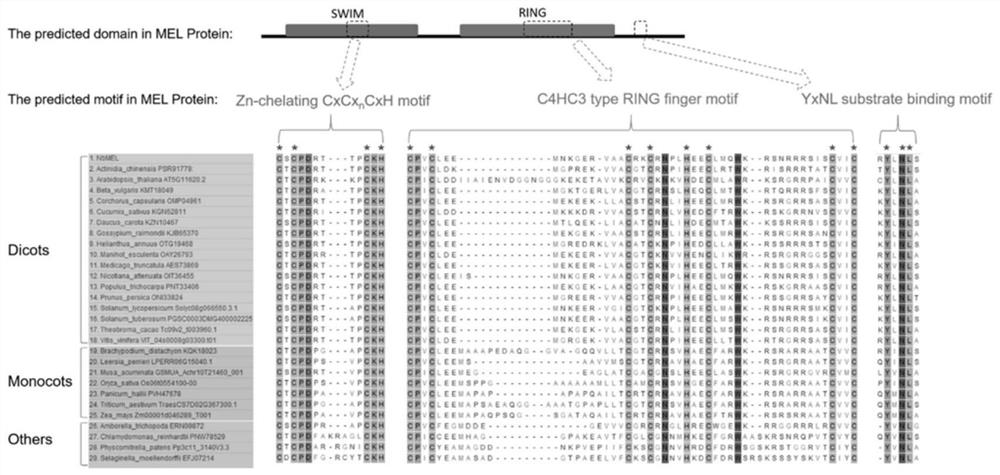 Plant immunoregulation related protein and application thereof