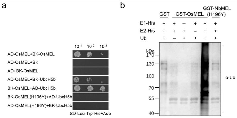 Plant immunoregulation related protein and application thereof