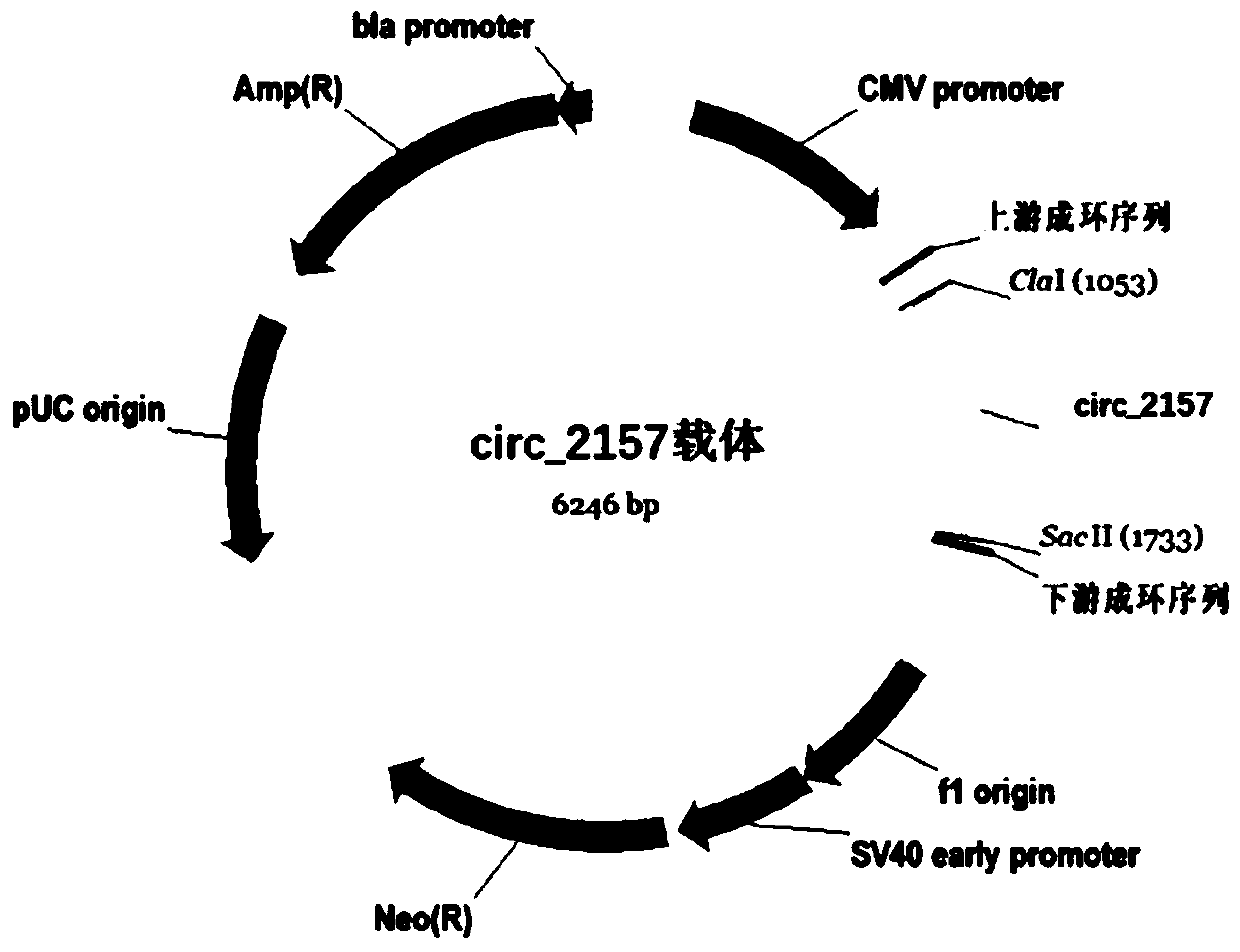 Application of circ_2157 in preparation of therapeutic preparation for nasopharyngeal carcinoma and therapeutic preparation