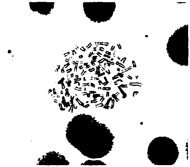 Anti-human DLL4 monoclonal antibody 3F9