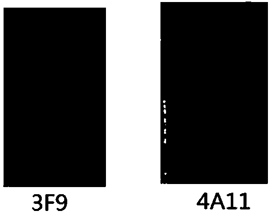 Anti-human DLL4 monoclonal antibody 3F9