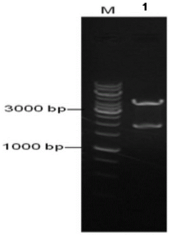 Acid-resistant threonine production bacterium and establishment method and application thereof