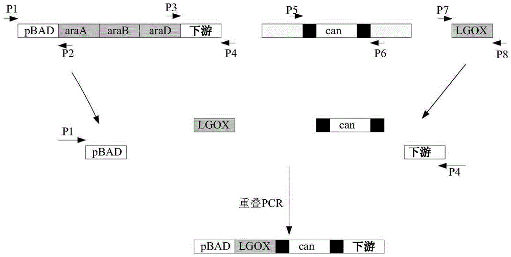 Acid-resistant threonine production bacterium and establishment method and application thereof