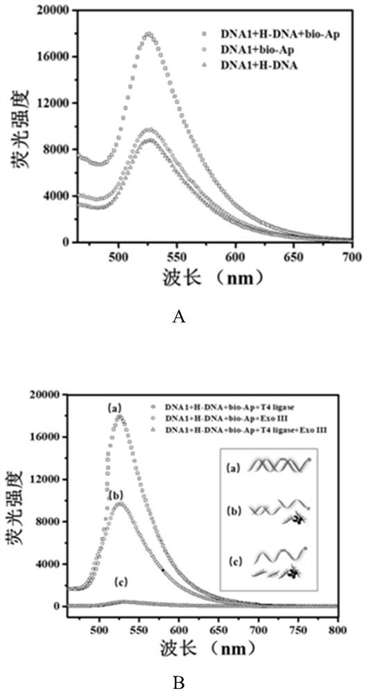 A dual-enzyme-mediated cascade signal amplification aptasensor for ampicillin detection