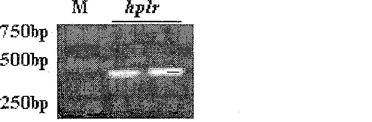 Paddy hpfr gene, expression product and application thereof