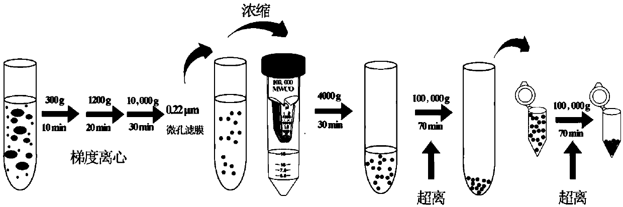 Exosome carrier of target integrin alpha v beta 3 and preparation method and application of exosome carrier