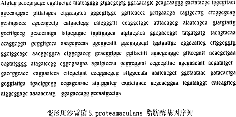 Lipase with fat degrading capability under acidic condition