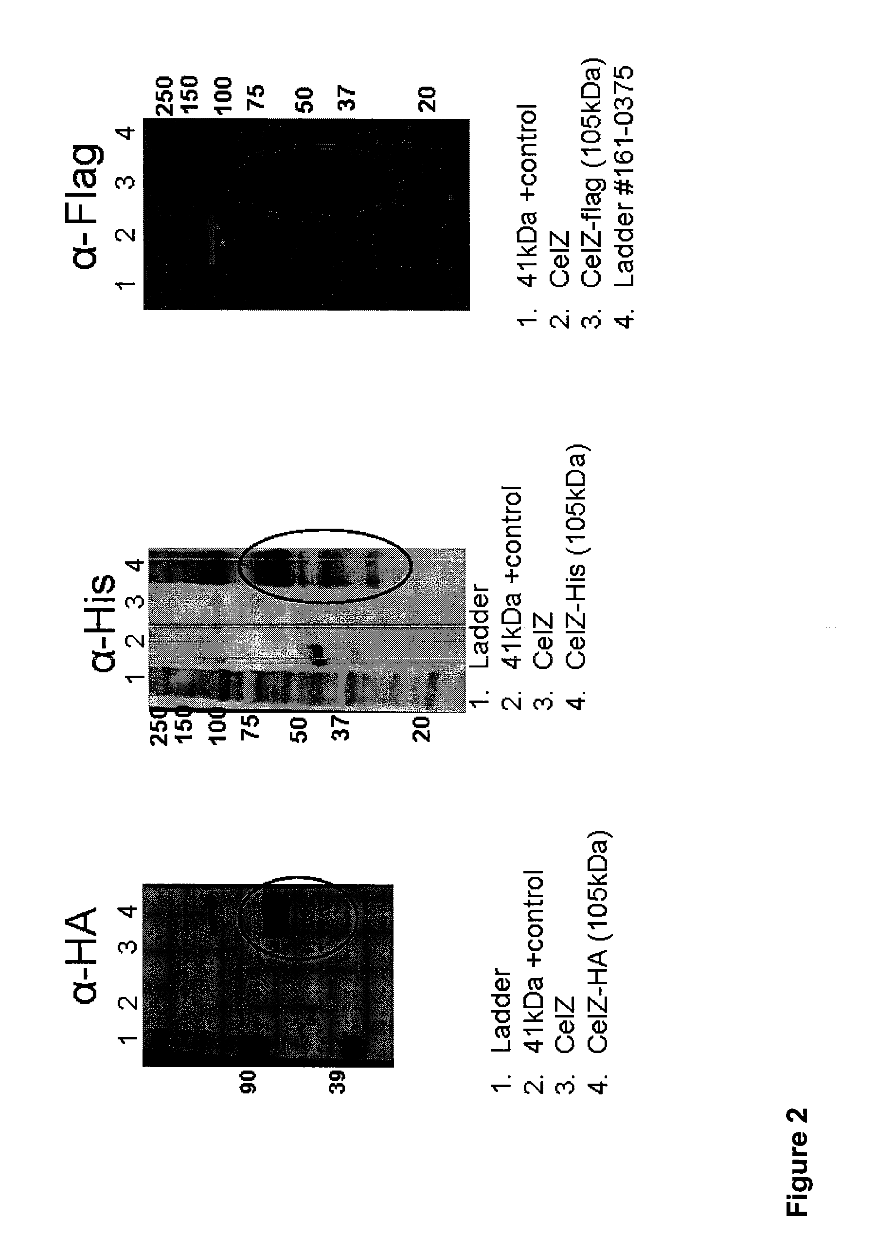 Heterologous Biomass Degrading Enzyme Expression in Thermoanaerobacterium Saccharolyticum