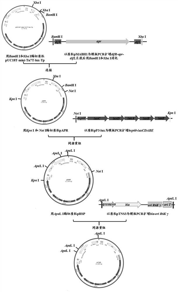 Construction method and application of resistance-marker-free self-luminous klebsiella pneumoniae