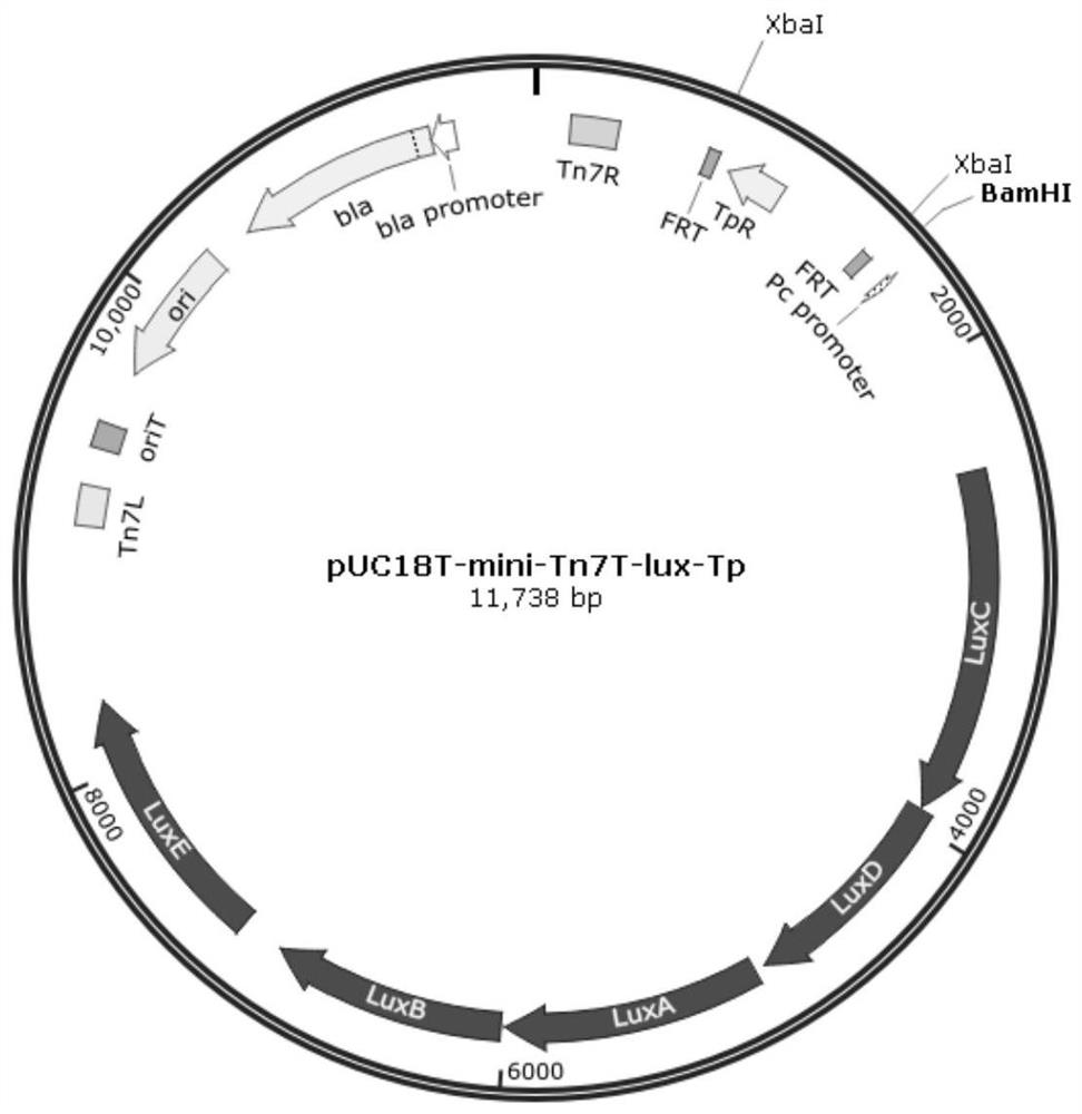 Construction method and application of resistance-marker-free self-luminous klebsiella pneumoniae