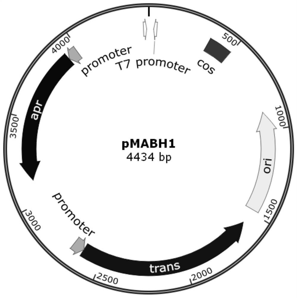 Construction method and application of resistance-marker-free self-luminous klebsiella pneumoniae