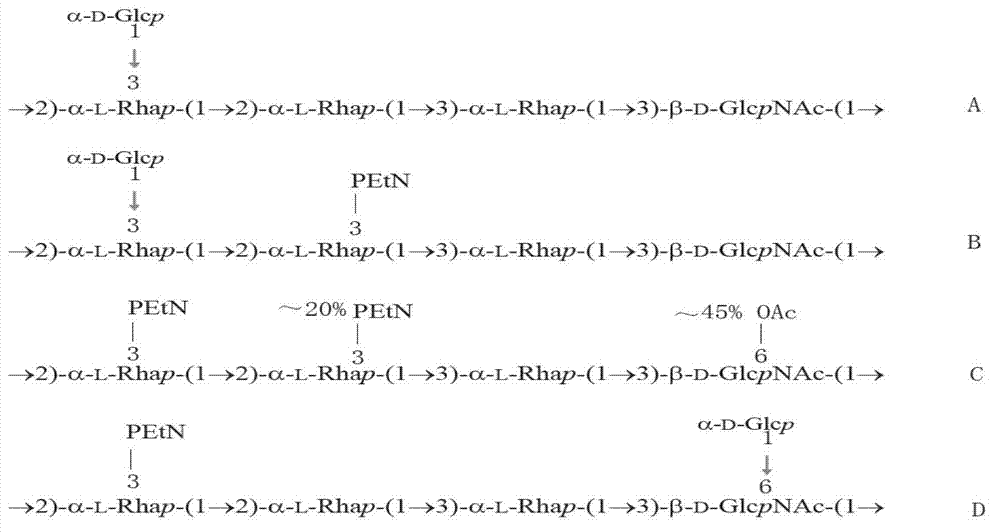 Shigella flexneri serotype detection primer, and multiplex amplification using it