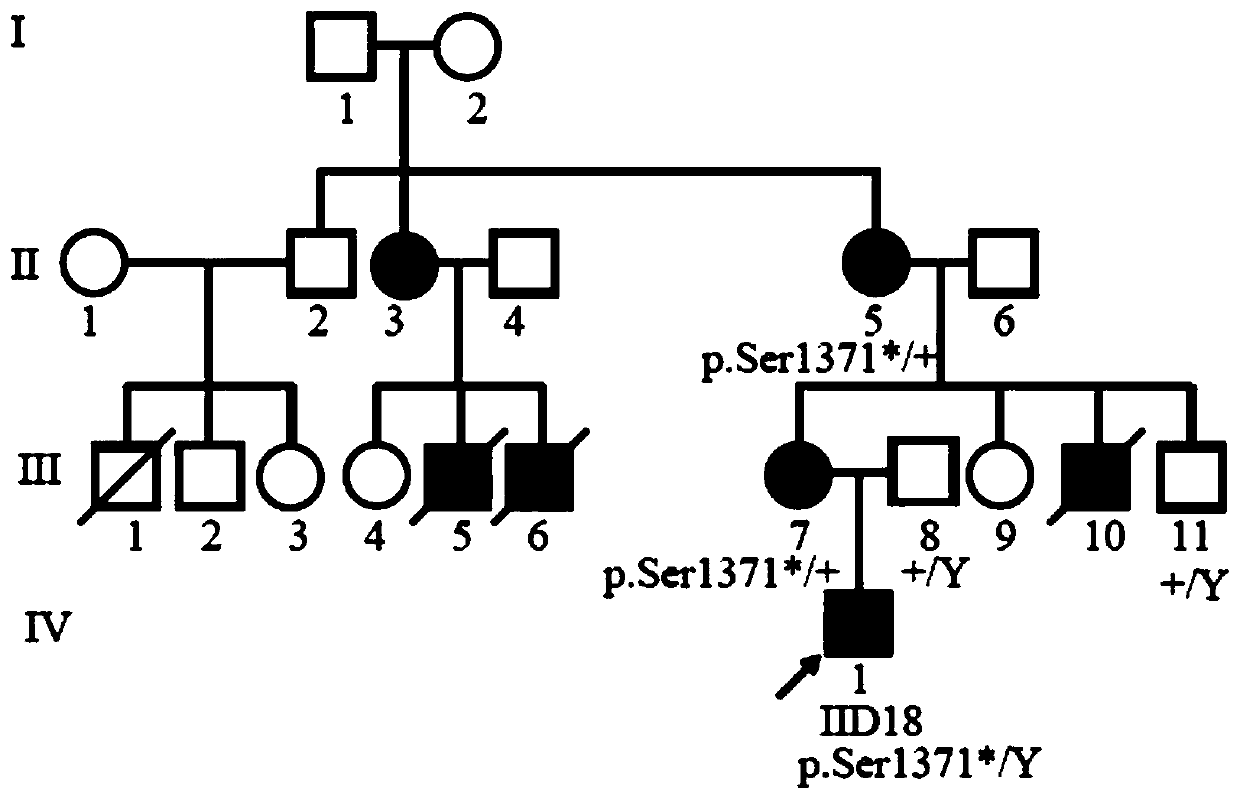 A mutant col4a5 gene and its application