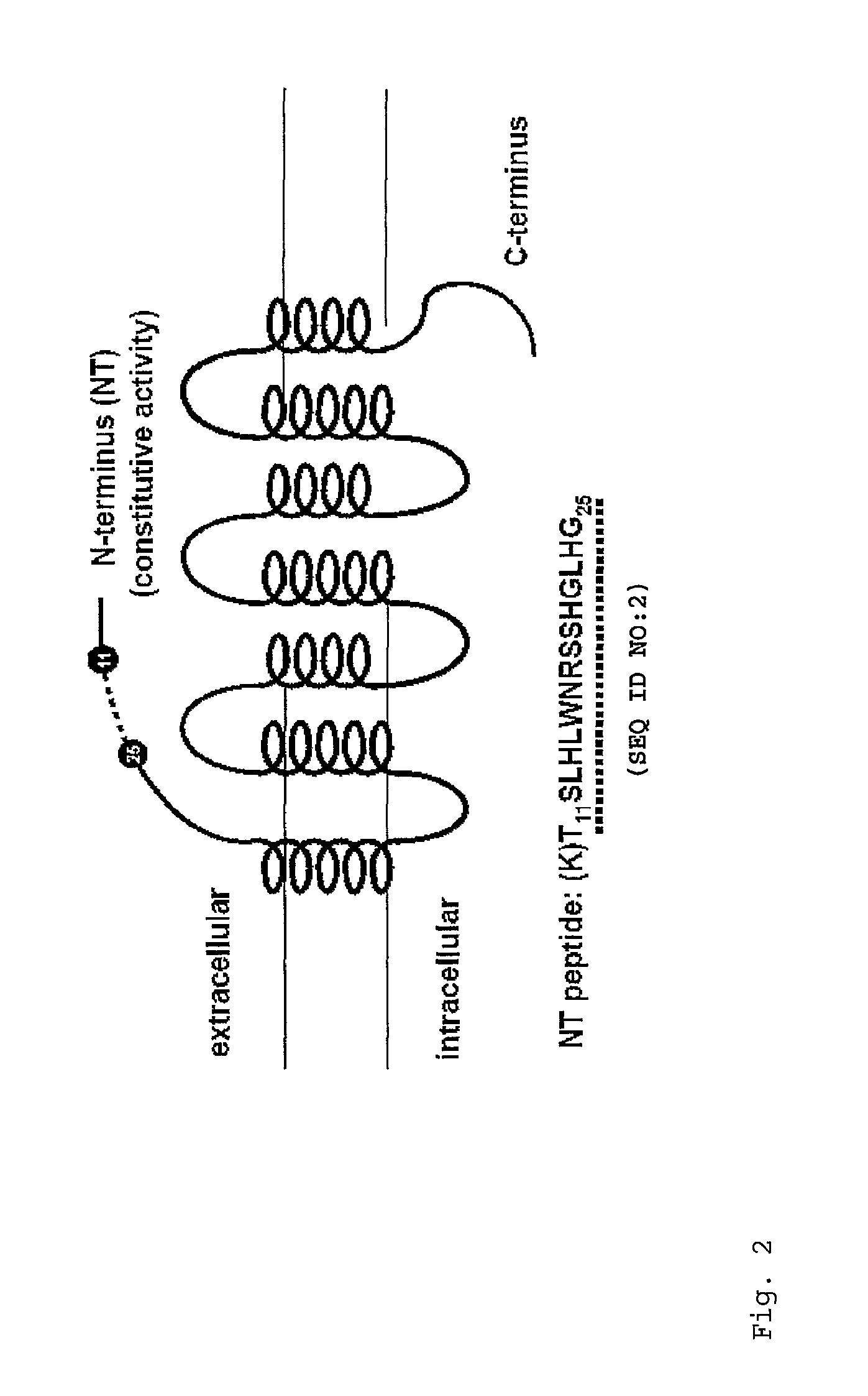 Monoclonal antibodies and binding fragments thereof directed to the melanocortin-4 receptor and their use in the treatment of cachexia and related conditions and diseases