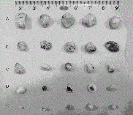 Novel application of human-derived ribosomal protein L22 in anti-cancer anti-tumor medicines