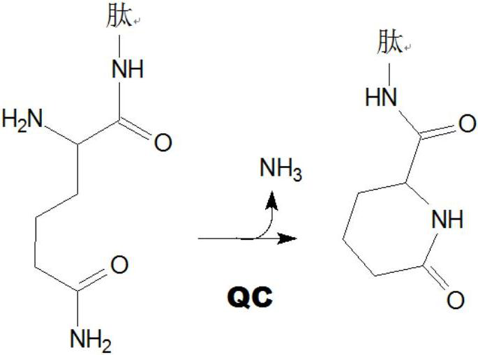 Inhibitors of glutaminyl cyclase