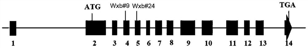 Application of wx mutant protein and its gene in plant breeding based on gene editing technology