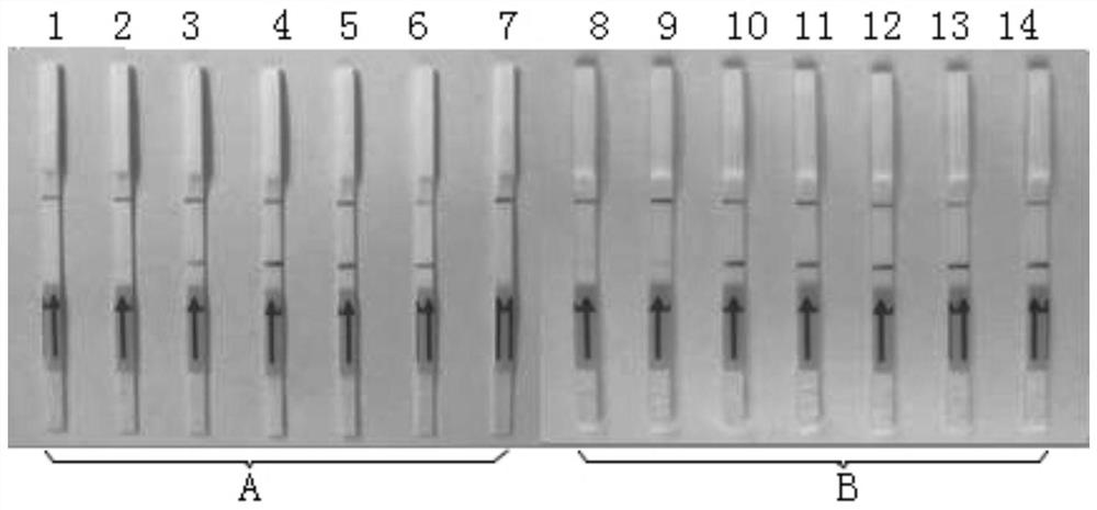 Primers, probe, kit and method for RPA-LFD visualization rapid detection of Schistosoma nucleic acid