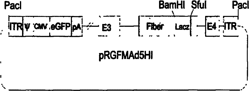 Vector for preparing fibrin-genetic-modification adenovirus and construction method thereof