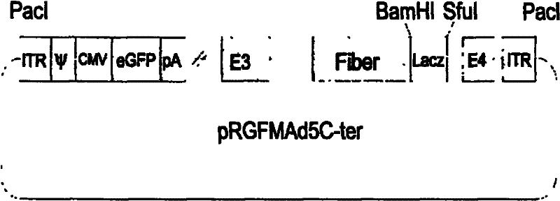 Vector for preparing fibrin-genetic-modification adenovirus and construction method thereof