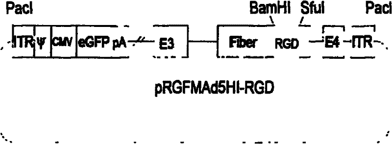 Vector for preparing fibrin-genetic-modification adenovirus and construction method thereof