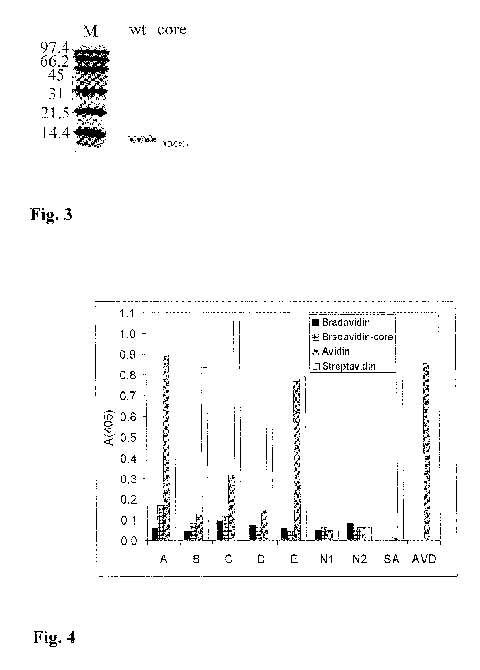 Avidin-like proteins from symbiotic bacteria